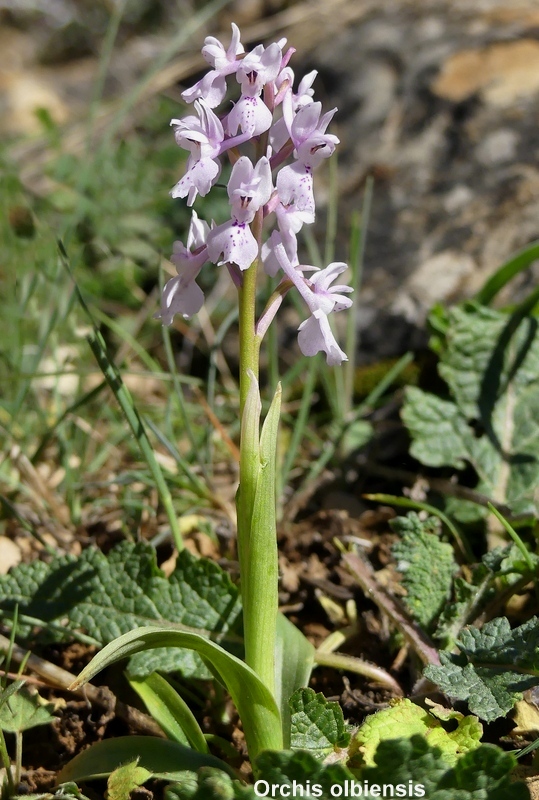 Andalusia: le orchidee e Grandi Pietre  marzo-aprile 2023.